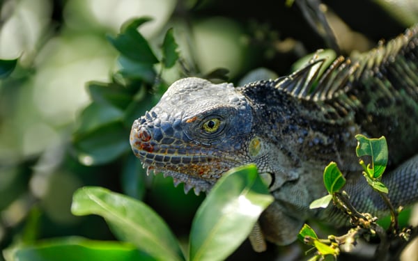 See green iguanas in Costa Rica