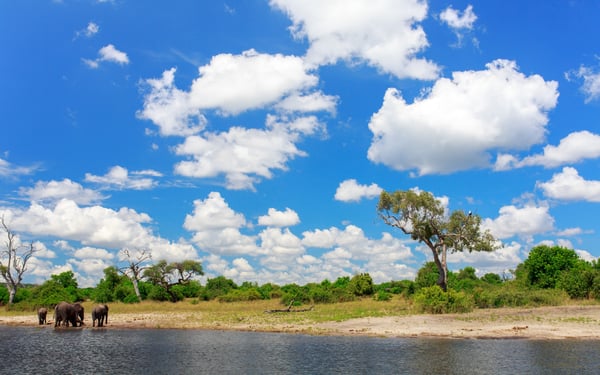 Elephants in Chobe National Park, Botswana