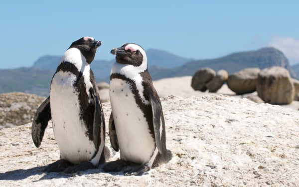 Penguins in Cape Town, South Africa