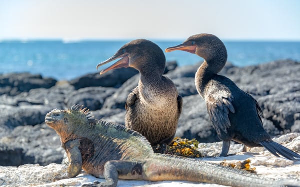 Flightless cormorants and marine iguaga on Fernandina Island, Galapagos