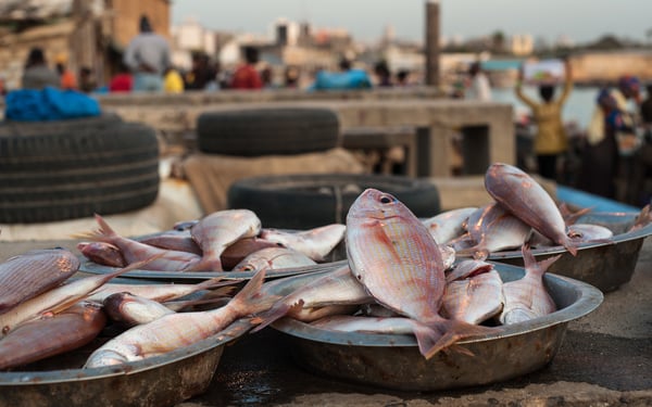 Fish market in Dakar, Senegal
