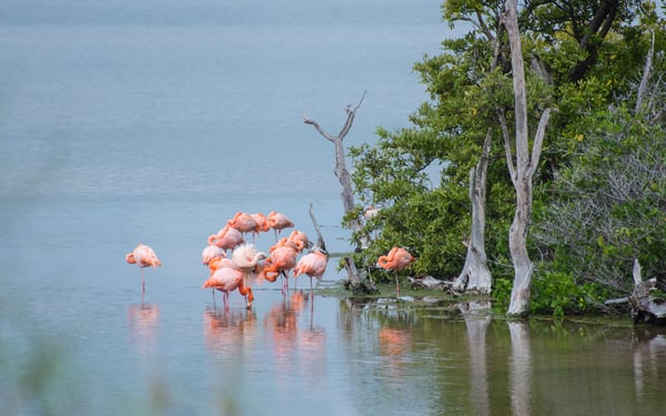 Flamingos in a lagoon on Floreana island, Galapagos