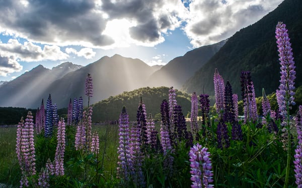 Milford Sound, one of the highlights of a New Zealand cruise