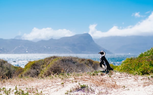 A penguin in Cape Town, one of the highlights of a South Africa cruise