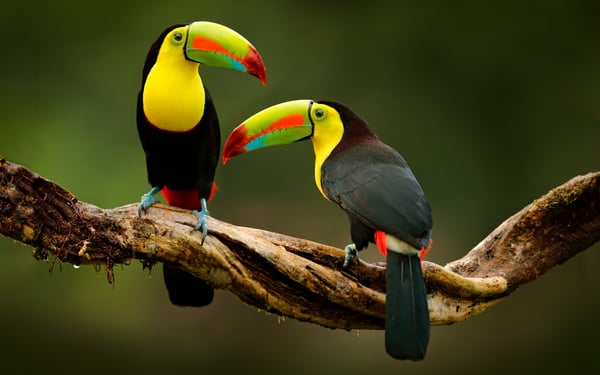 Windstar - Costa Rica & Panama Canal cruise - Read our review to find out more