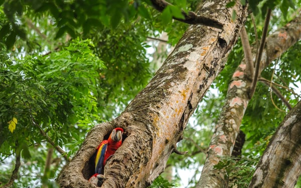 Macaw, Puerto Jimenez, Costa Rica
