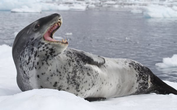 Leopard seal in Antarctica