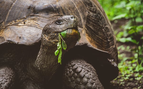 Galapagos giant tortoise on Santa Cruz island