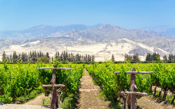 Vineyards in Pisco, Peru