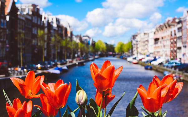 Tulips in Amsterdam