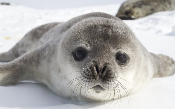 Alternative honeymoon destinations - Antarctica