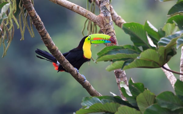 Rainbow toucan, Costa Rica