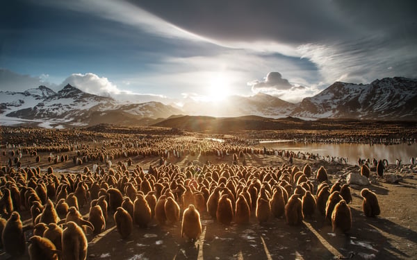 South Georgia, one of the highlights of an Antarctica cruise (photo by Ian Parker)