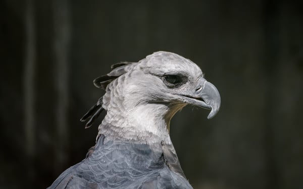 Harpy eagle in Panama