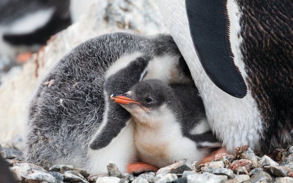 Penguin chicks in Antarctica - be inspired with our selection of books, films and TV shows