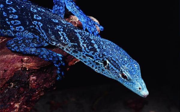 Blue monitor lizard, Papua New Guinea