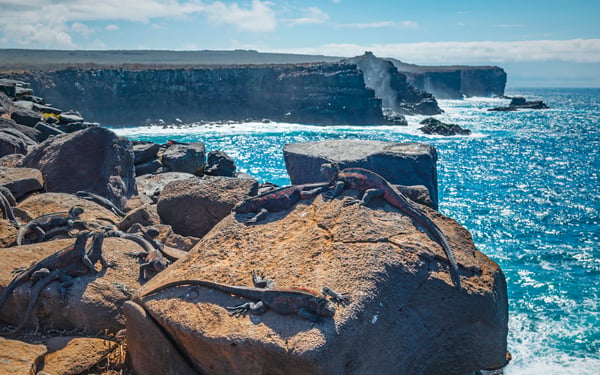 Punta_Suarez_Espanola_Island_Galapagos_marine_sea_iguanas