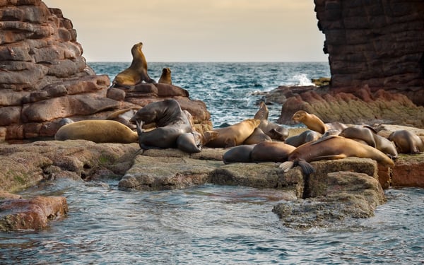 Sea lions, Sea of Cortez