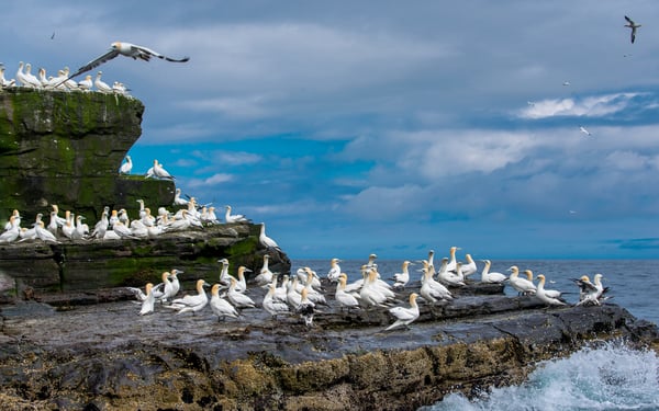 Gannets on the Isle of Noss, Scotland