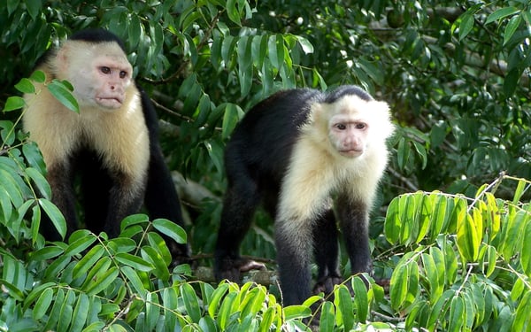 Capuchin monkeys, Gatun Lakes, Panama Canal