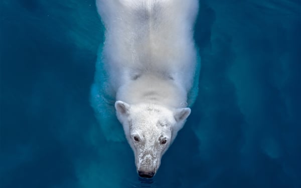 Off The Map magazine - Polar bear swimming