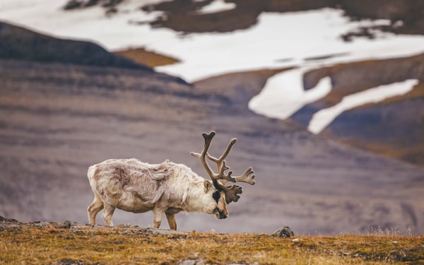 Reindeer spotted on a Quark Expeditions Arctic cruise itinerary