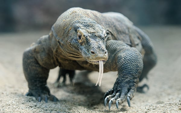 iconic wildlife species you can see on an expedition cruise