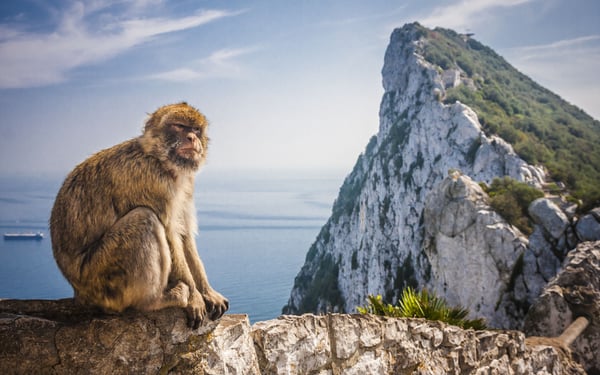 Monkey in Gibraltar