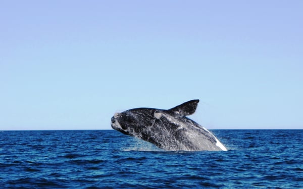 Whale off the coast of Puerto Madryn, Argentina