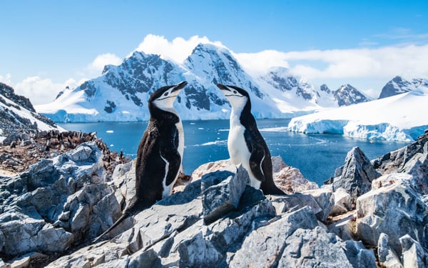 Chinstrap penguins in Antarctica