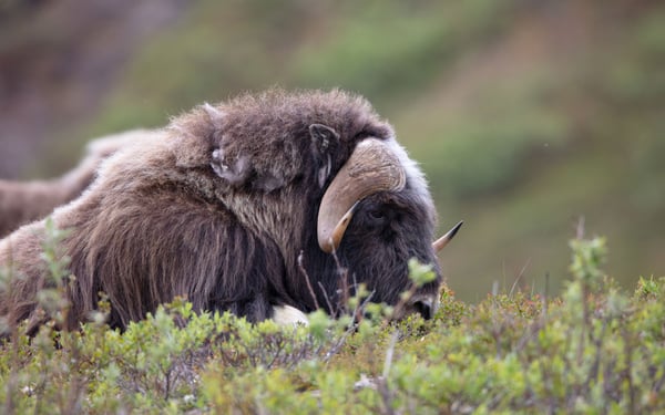 Musk ox in Nome, Alaska