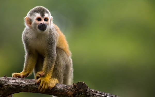 Squirrel monkey in Costa Rica