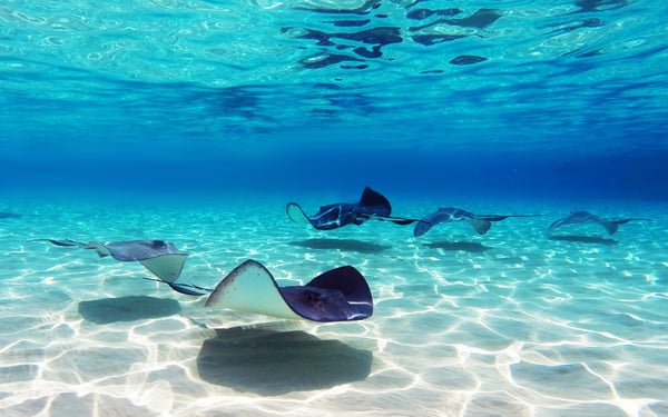 Stingray City, Cayman Islands
