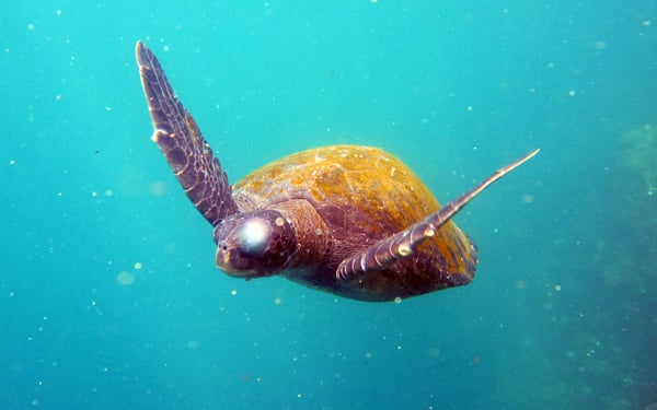 Turtle in The Galapagos