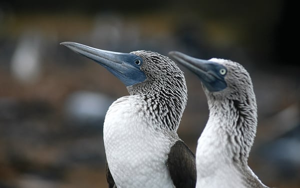 Blue footed boobies, Galapagos