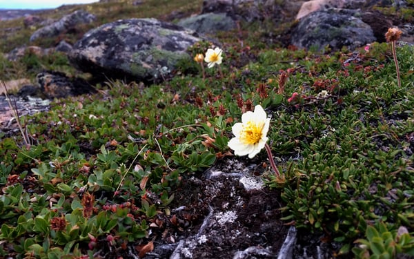 White Arctic dryad in Iqaluit, Nunavut, Canada