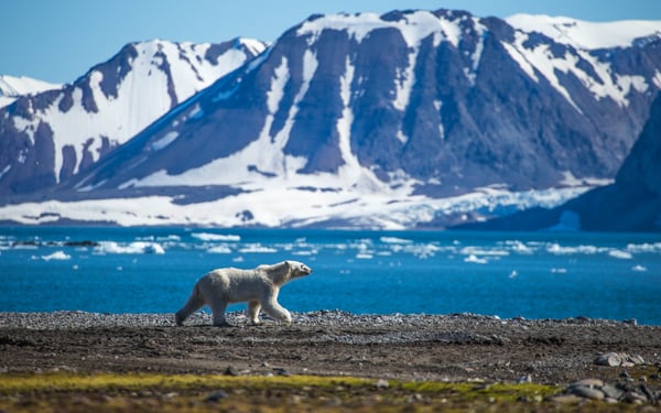 polar bear in svalbard in the arctic