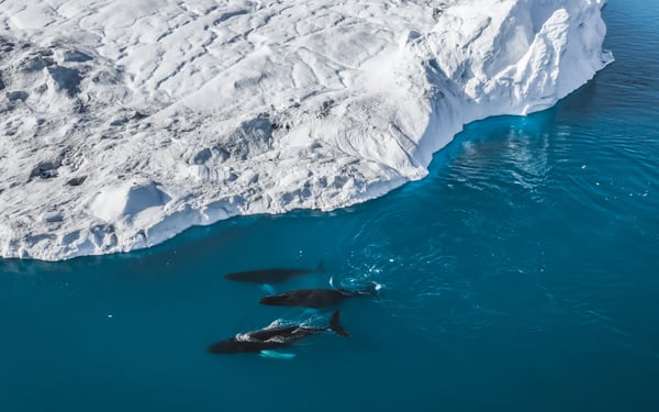 Humpback whales near Ilulissat, Greenland