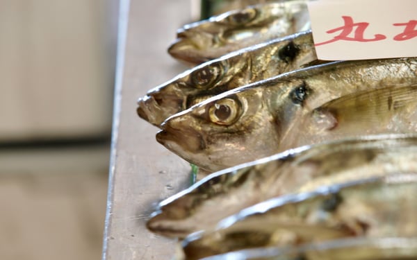 Moonfish on sale in Sakaiminato, Japan