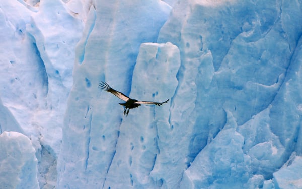 Condor Glacier, Chile