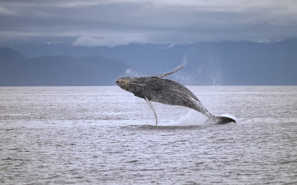 Humpback whale in Frederick Sound, Alaska
