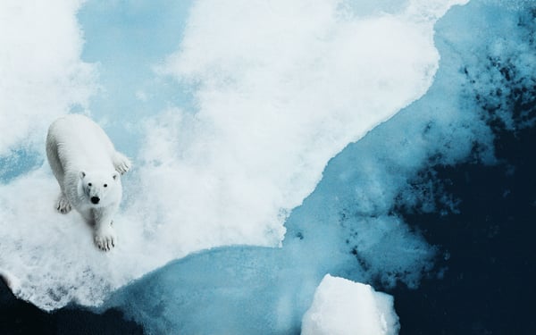 Polar bear in the Arctic with Lindblad Expeditions
