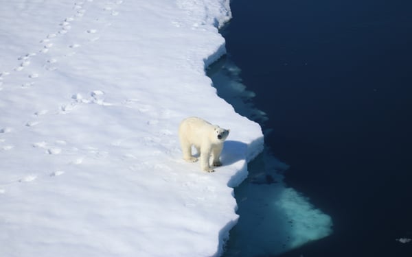 Polar bear on the blosseville coast, Greenland with Ponant's Le Commandant Charcot
