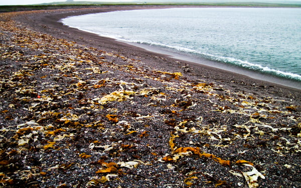 Stone beach, Saint Pierre & Miquelon