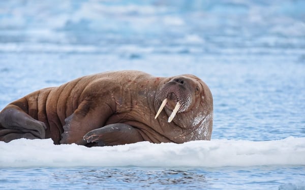 Walrus in Svalbard, one of the stars of Blue Planet II you can see on an expedition cruise