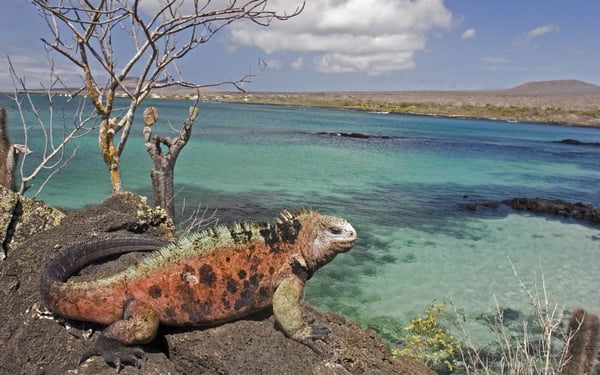 Silversea family Galapagos cruise - read our review to find out more