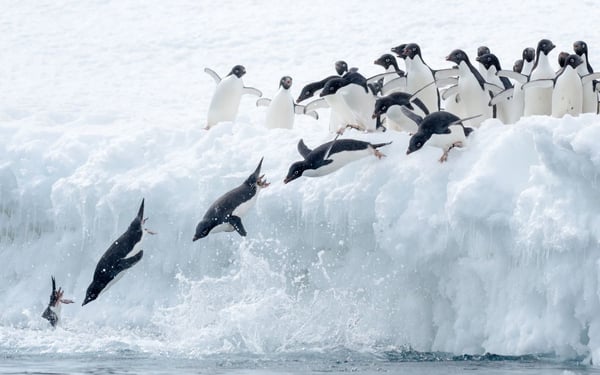 Adelie penguins, Antarctica