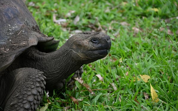 Giant tortoise in the Galapagos Islands