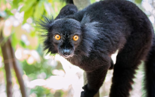 Black Lemur in Nosy Komba, Madagascar