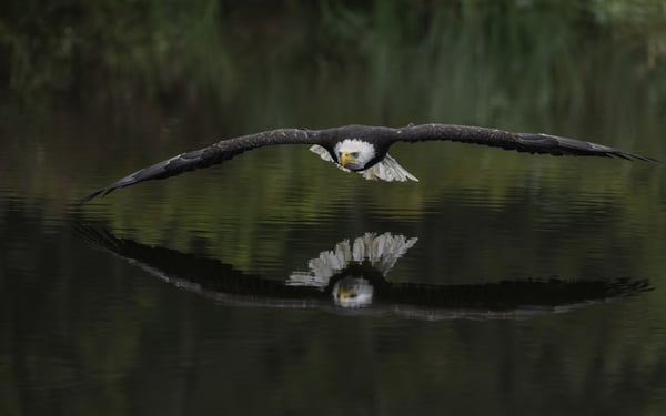 Bald eagle in Alaska
